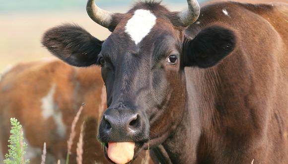 El bovino causó temor entre los clientes, quienes se montaron en plataformas para no ser atacados por el animal. (Foto: Pixabay)