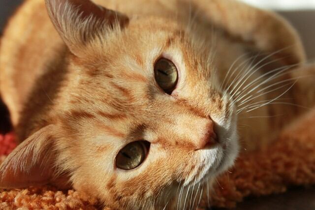 Una gata se convirtió en una sensación viral por su peculiar hábito. (Foto: Pixabay/Referencial)
