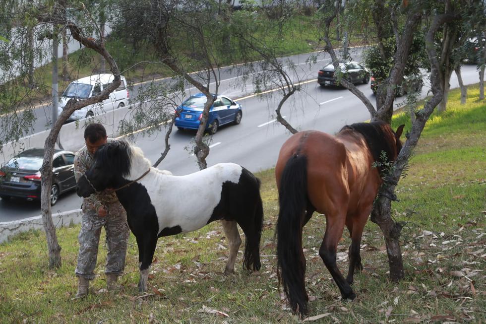 Carreta que llevaba dos caballos se despista en la Vía Expresa. Foto: Alessandro Currarino / @photo.gec