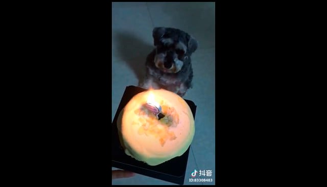Esta niña china enternece las redes al cantar singular versión del "Happy birthday to you" a su perrito. (Facebook)