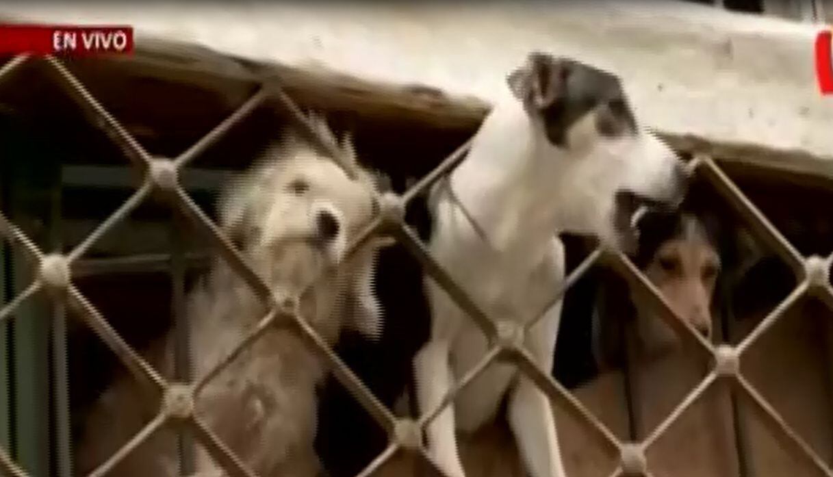 Una veintena de perritos se quedaron encerrados luego de que su dueño fuera internado en hospital