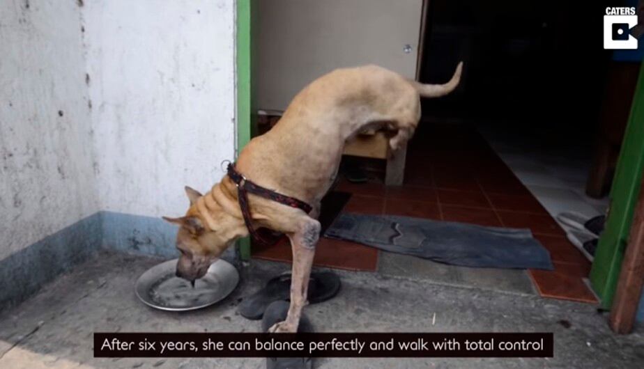 Este video de Facebook del perrito de dos patas que aprendió a caminar ha servido como inspiración para millones de personas en todo el mundo. | Facebook