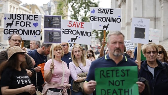 Los manifestantes sostienen pancartas mientras se reúnen en las afueras de Downing Street para protestar contra la decisión de sacrificar a Gerónimo, una alpaca que dio positivo por tuberculosis bovina. (Tolga Akmen / AFP)