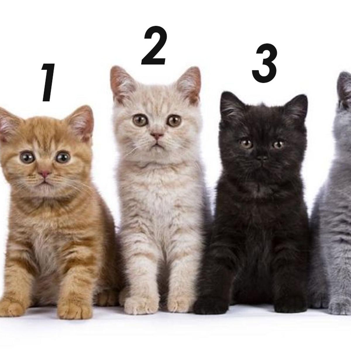 Qué significa y qué personalidad tiene tu gato, según el color