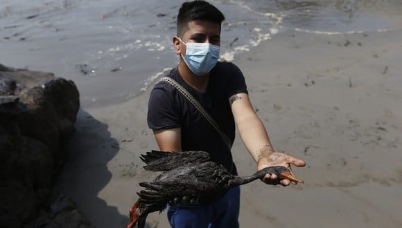 El derrame de petróleo en Ventanilla ocurrió el pasado sábado 15 de enero y viene afectando a la fauna de las costas de Lima. (Foto: Jorge Cerdán / @photo.gec)