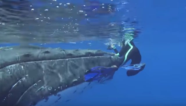 Bióloga marina es salvada de la muerte por una ballena jorobada.