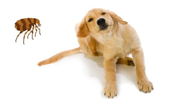Aprende a cuidar a tu mascota de las pulgas.