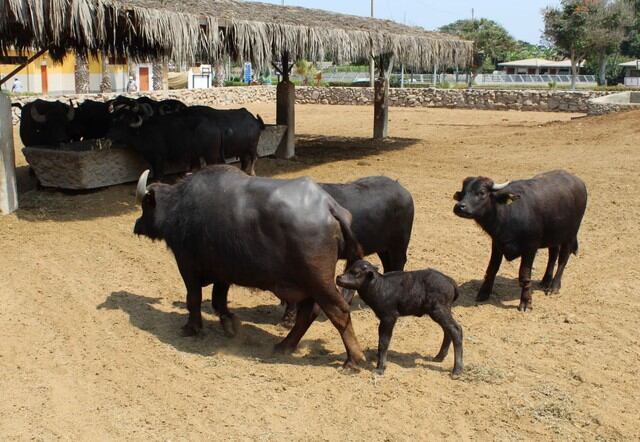 La familia de los búfalos de agua, especie nativa de Asia, tiene un nuevo integrante, el cual nació el 16 de marzo. (Foto: Municipalidad de Lima)