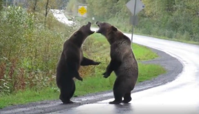 Se volvió viral en Facebook el instante en que una conductora se topa con una salvaje pelea entre dos osos en mitad de una carretera. (Foto: Captura)