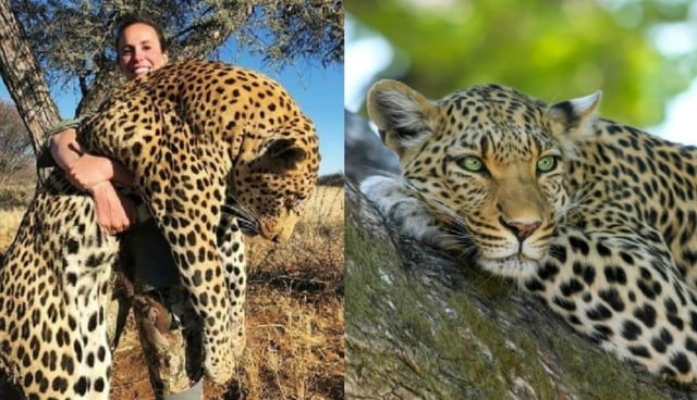 El sitio web del Safari Club International indicó que podría tratarse del noveno de mayor tamaño jamás cazado. (Foto: Pixabay)