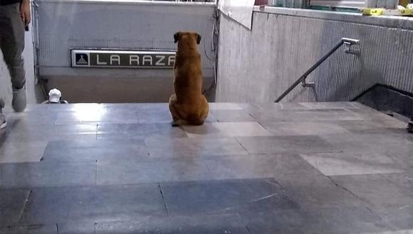 Un perrito se volvió viral en redes por esperar a su ama fama todos los días a las afueras de metro La Raza, sin saber que ella ya ha fallecido.
(Foto Twitter: @olveraangelperez)