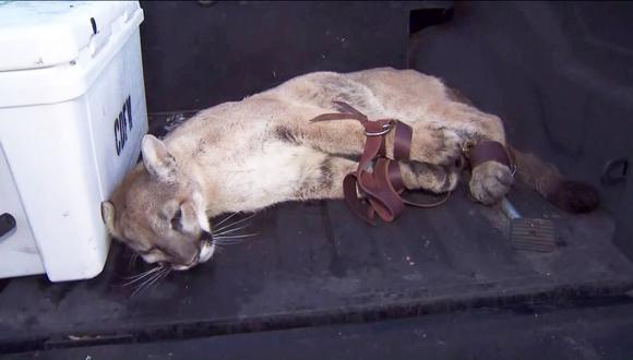 Así capturaron a puma que merodeaba en barrio de California | VIDEO. (KCLA)