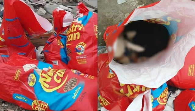 Torturan y matan 14 perritos y gatitos y abandonan sus cuerpos en bolsas de comida para animales. Foto: Facebook | Salvando Peluditos Abandonados