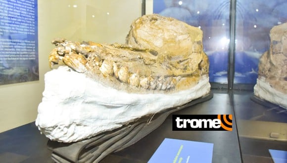 El cráneo está en el Museo de Historia Natural UNMSM.