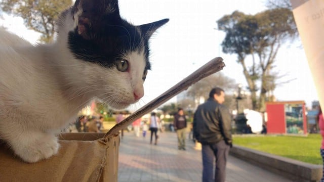 Más de 100 gatitos esperan ser adoptados en el Parque Universitario. (Foto: Difusión)