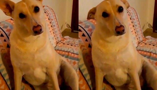Facebook: La hilarante respuesta de un perro ante dos preguntas se vuelve viral
