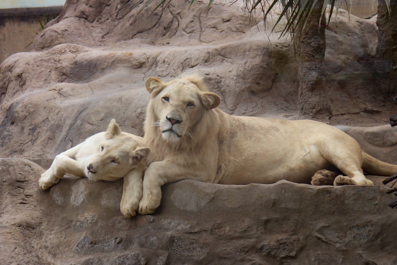 La pareja de leones blancos reposa en el felinario. Foto: Cortesía.