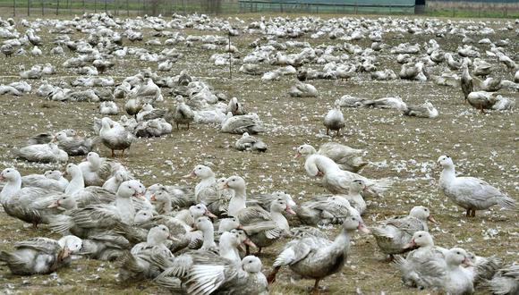 Una fotografía en Bourriot-Bergonce, al oeste de Francia, muestra patos confinados en una granja ubicada a unos 10 kilómetros del área suroeste afectada por la gripe. (Foto: GEORGES GOBET / AFP)
