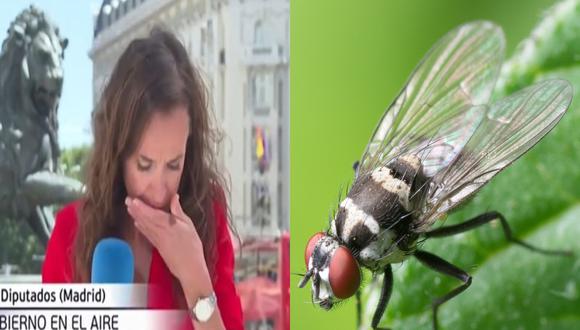 VIDEO VIRAL | Virginia Mayoral nunca pensó que una mosca la molestaría más que los políticos de los cuales hablaba. (Foto: España Libre-Youtube/Pexels)
