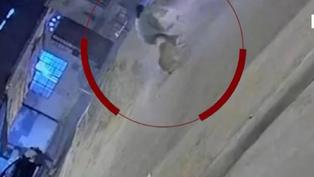 Trujillo: Mujer es atacada por dos perros pitbull en medio de pelea con sus vecinos | VIDEO