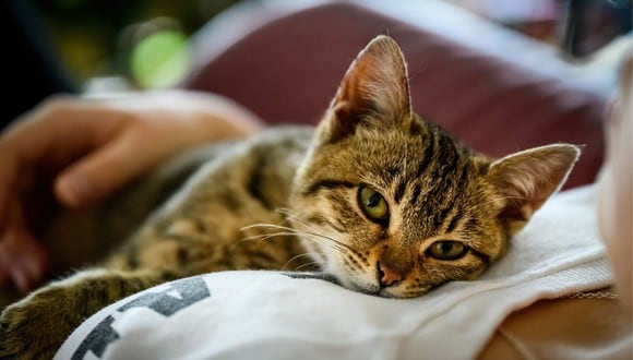 Gato mostró que amaba a su dueño cada vez que este salía.. (Foto: Pixabay).
