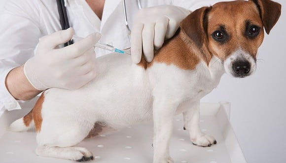 Nuestra mascota debe estar siempre protegida con sus vacunas.