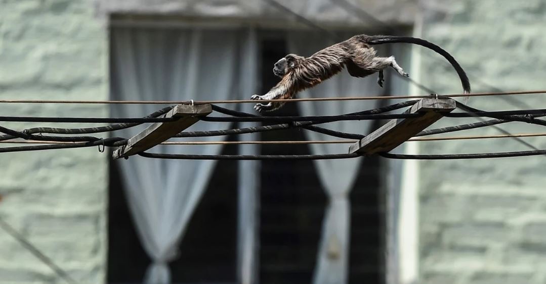Un Tamarin marrón plateado o un mono titi gris (saguinus leucopus) se representa en Medellín. El saguinus leucopus es una especie en peligro de extinción endémica del norte de Colombia. (Foto: AFP/Joaquín Sarmiento)