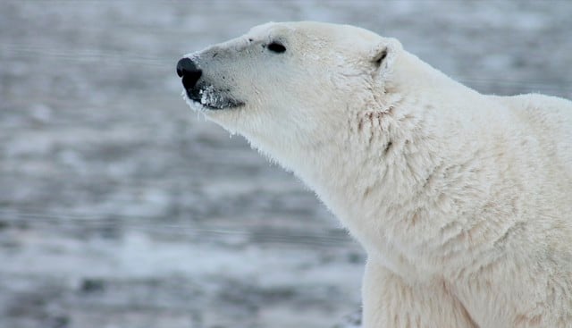 Encuentran en Kamchatka a un oso polar que recorrió 700 kilómetros en busca de comida. (Pixabay)