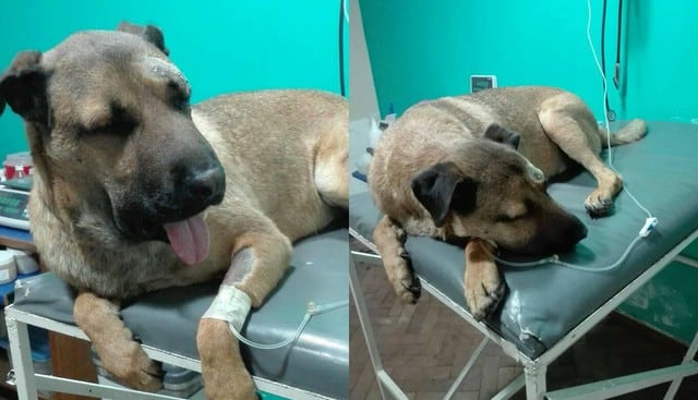 La vida del can corrió peligro cuando se negaron a entregarle el antídoto en el Hospital Lencinas. (Foto: Facebook/ Valeria Centeno)