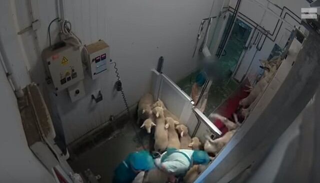 Las duras imágenes del maltrato animal en un matadero: mutilados y baleados cuando aún están conscientes. (Capturas: YouTube)