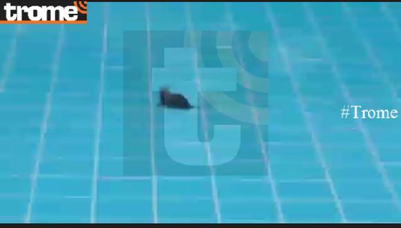 Pueblo Libre: club se pronuncia tras hallazgo de ratas en piscina