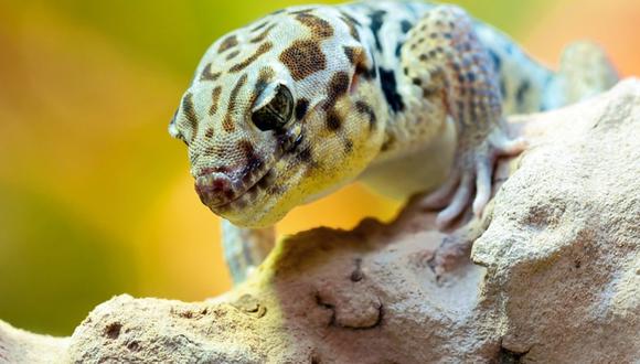 Gecko doméstico asiático llegó con vida tras permanecer en una caja durante varios meses. (Imagen referencial: PIxabay)