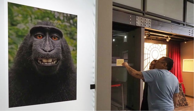 El caso de los derechos de autor del selfie del mono Naruto llegó a su fin... ¿Ganó el animal o el hombre?