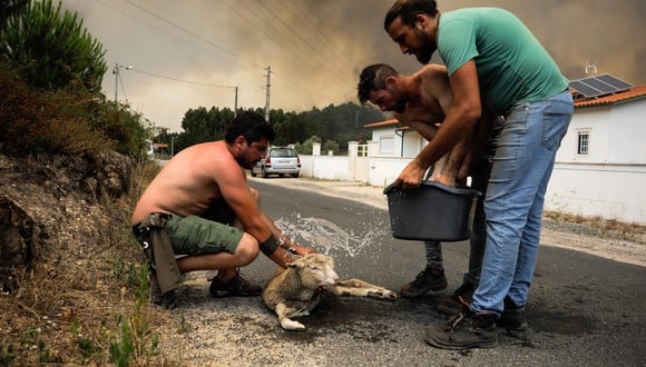 Tres hombres mojaron una oveja durante el incendio en Boa Vista, Portugal, el 12 de julio de 2022. El incendio obligó a cerrar la carretera nr 1 en ambas direcciones. (Foto: EFE/EPA/PAULO CUNHA)