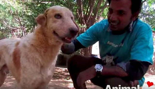 Ernest, el perro rescatado en India que te hará recobrar tu fe en la humanidad.