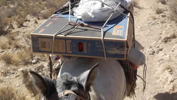 El televisor plasma en el lomo de una mula rumbo a Los Cardones. (Foto: Facebook)
