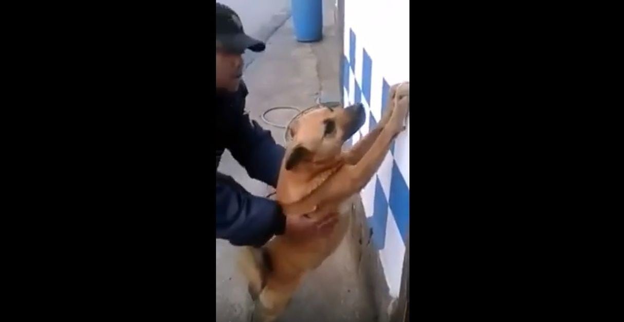 Facebook Viral: Policía ‘detiene y examina’ a perro como un delincuente. (YouTube)