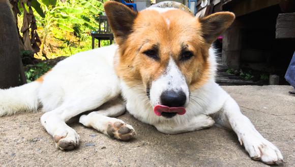 Si un perro lame el suelo sin parar y no vomita, la causa puede ser un problema de salud. Foto: Getty Images.
