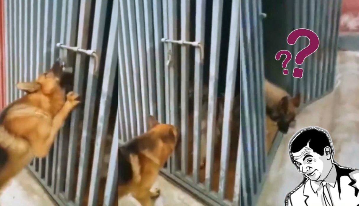 Facebook viral: Perro rescata a su amiga enjaulada pero no por querer pegarla de héroe