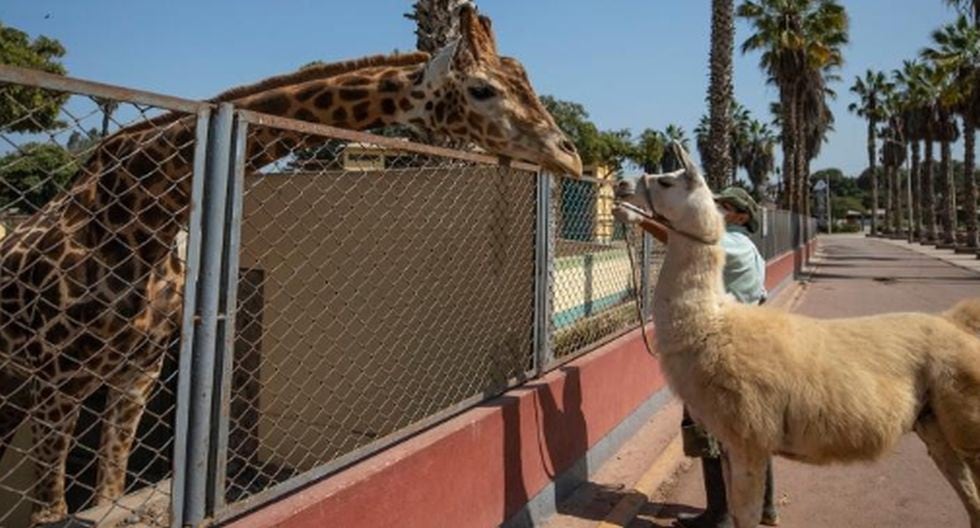 Los animales del Parque de las Leyendas se conocieron. (Municipalidad de Lima)
