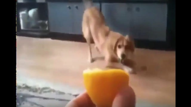 ¿Cómo reaccionan los perros cuando se les da limón? No te pierdas este video