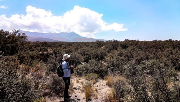 Proyecto busca asegurar la regulación hídrica a través de la reforestación, impulsando la plantación de 19 mil plantines de queñuales en una extensión de 173 hectáreas.