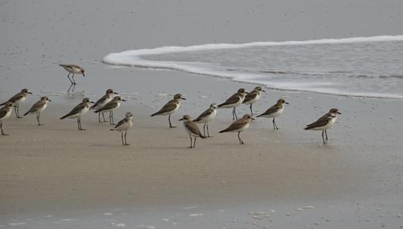 Pájaros ayudaron a que una mujer pueda gozar día en la playa. (Foto: Difusión)
