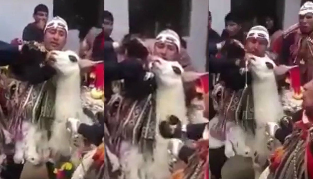 Denuncian que danzantes obligar a llamita a beber cerveza y ellos se justifican así. Foto: Captura de pantalla de video de Facebook de Pataz Pro-Animalista Cusco AAA