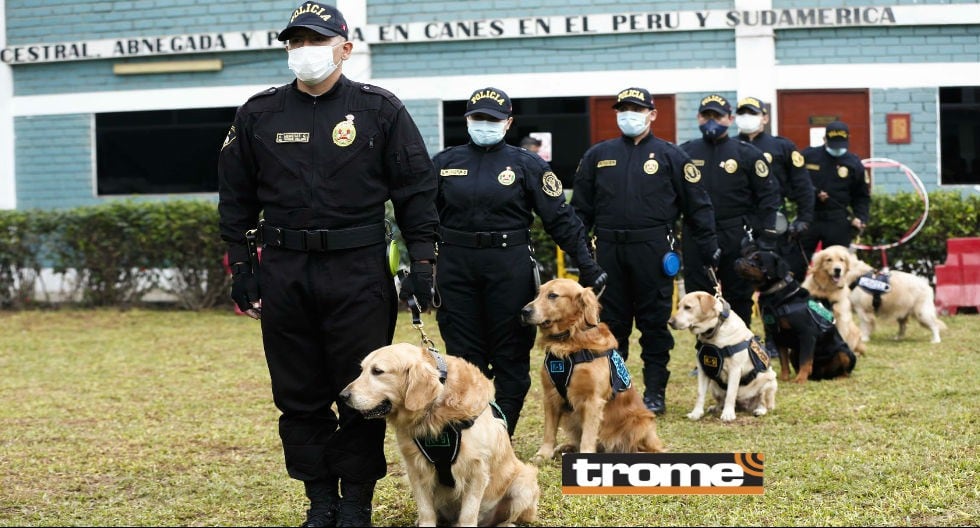 Canes de la policía reciben entrenamiento y se especializan para participar en acciones con sus guías. (Foto: Andrés Paredes / Trome)