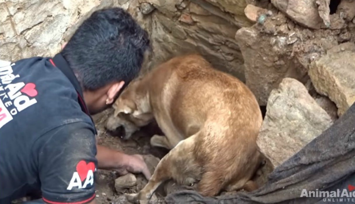 Se volvió viral en Facebook y otras redes sociales el emotivo rescate de unos cachorros que quedaron enterrados tras un derrumbe. (Foto: Captura)