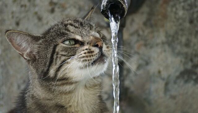 El felino ha cambiado el tradicional tazón para el agua pues encontró una mejor manera de refrescarse. (Foto: Pixabay)