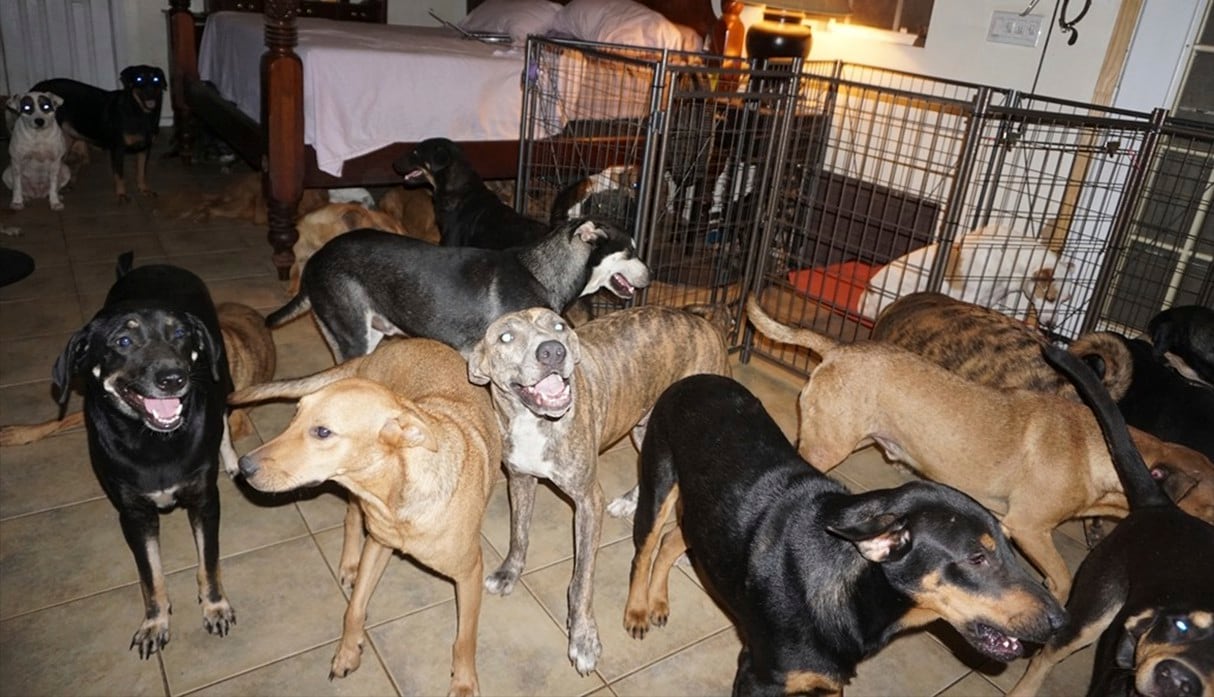 Chella Phillips acogió en su casa a 97 perros callejeros para protegerlos del huracán Dorian en Bahamas. Su historia es viral en redes sociales. (Facebook)<br>