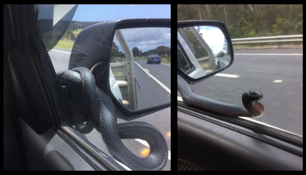 Culebra negra se enrosca en el espejo lateral de un auto