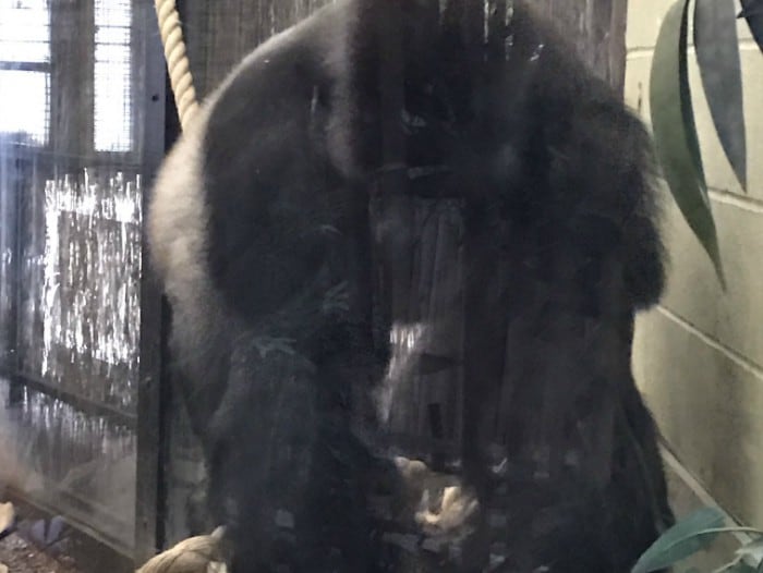 Gorila se escapó en zoológico y alarmó a los asistentes.